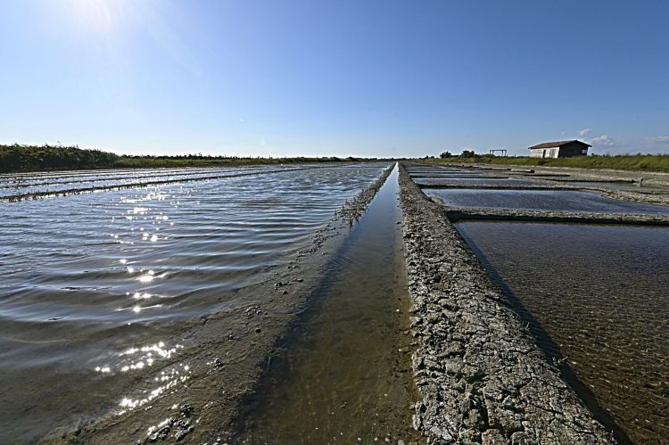 Marais salant - Île d'Oléron - Ultra Grand Angle