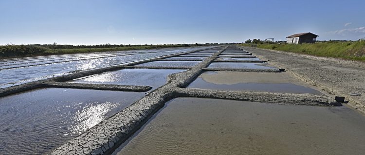 Marais salant - Île d'Oléron - Ultra Grand Angle