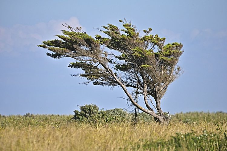 Île d'Oléron - Côte Sauvage
