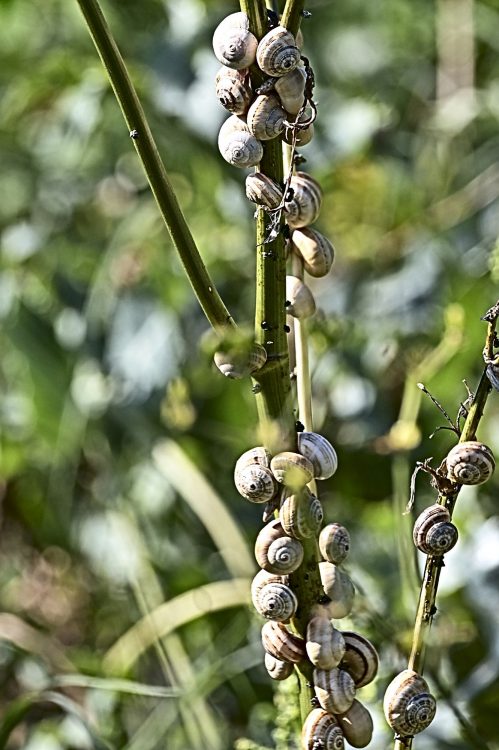 Île d'Oléron - Côte Sauvage