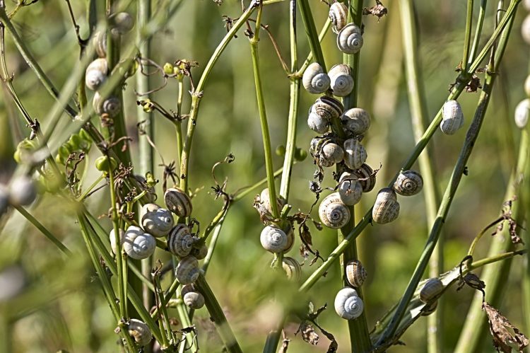 Île d'Oléron - Côte Sauvage