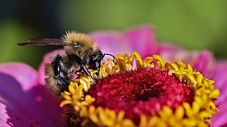 Macro Bourdon Zinia Insecte