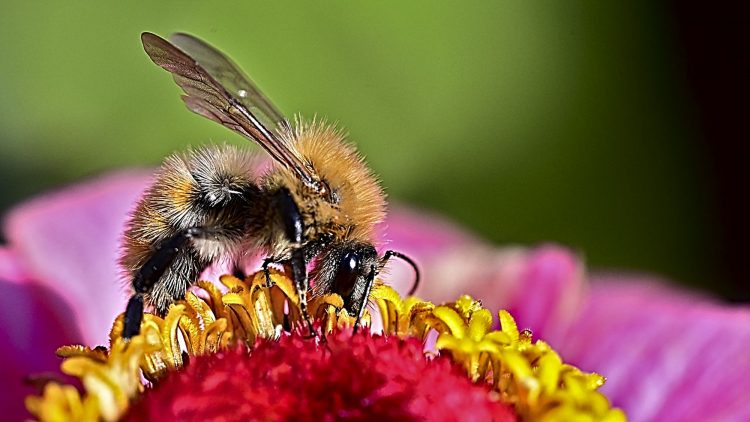 Macro Bourdon Zinia Insecte