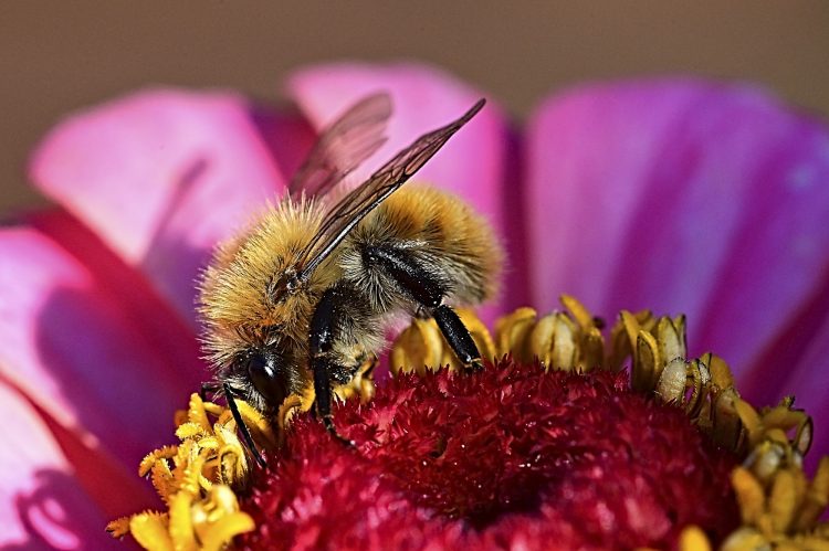Macro Bourdon Zinia Insecte