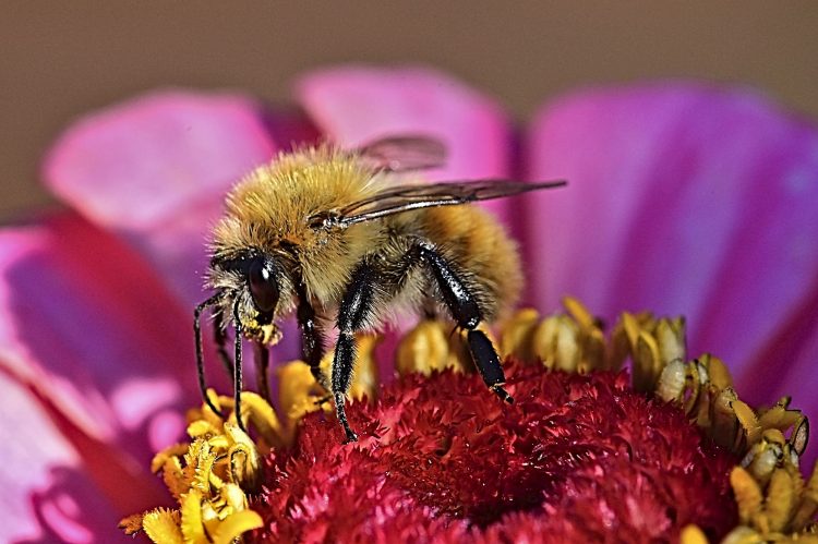 Macro Bourdon Zinia Insecte