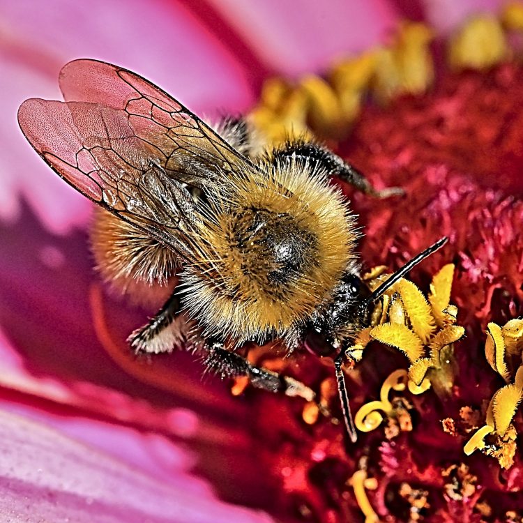Macro Bourdon Zinia Insecte