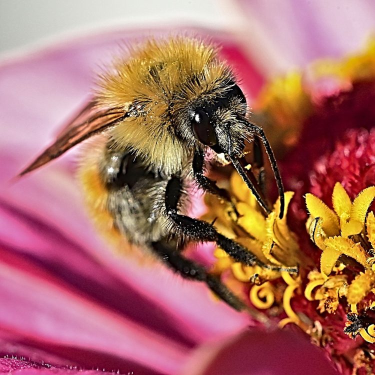 Macro Bourdon Zinia Insecte