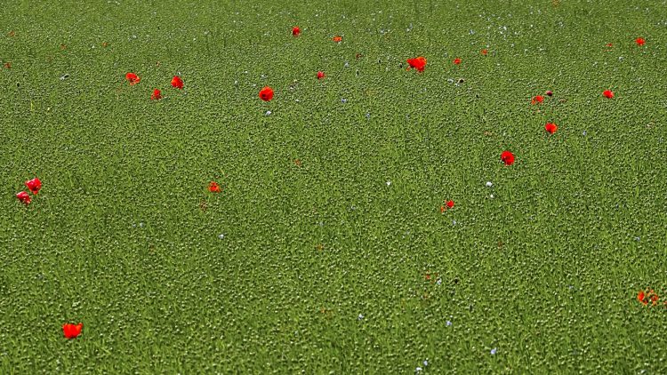 #coquelicots