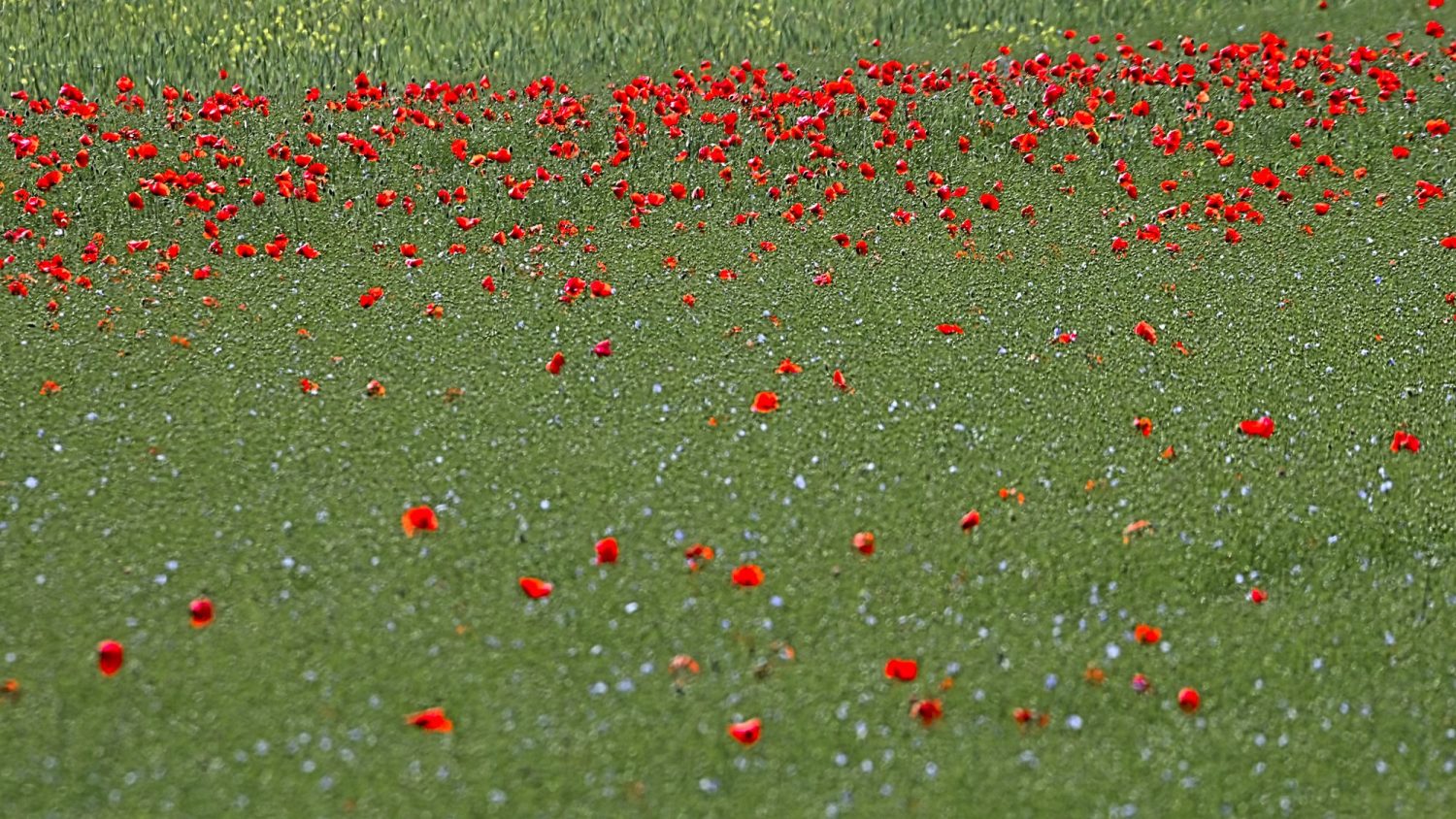 #coquelicots