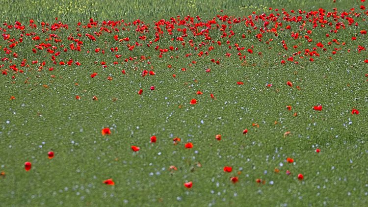 #coquelicots