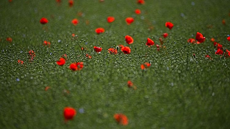 #coquelicots