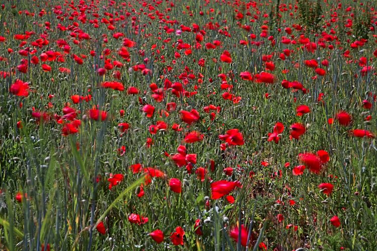 #coquelicots