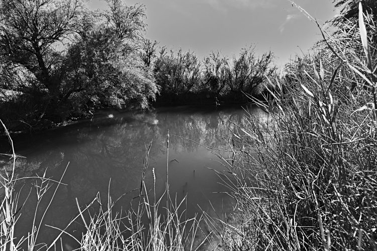 marais, marais salants, île d'Oléron, noir et blanc