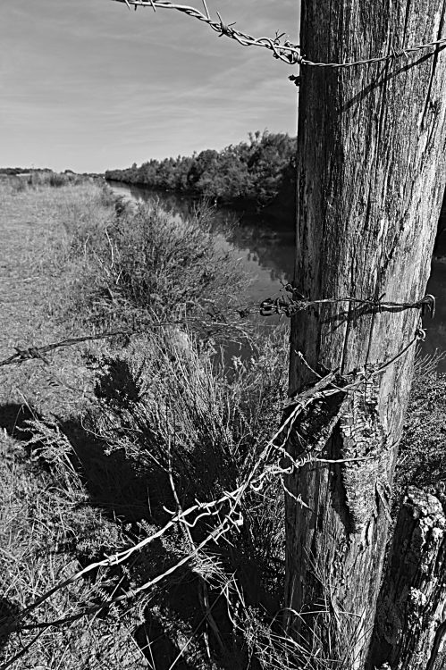 marais, marais salants, île d'Oléron, noir et blanc